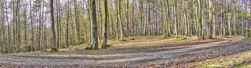 Forest path in spring