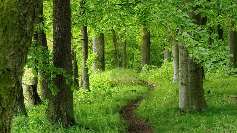 Forest Path in Spring — Green, Serene, Photograph