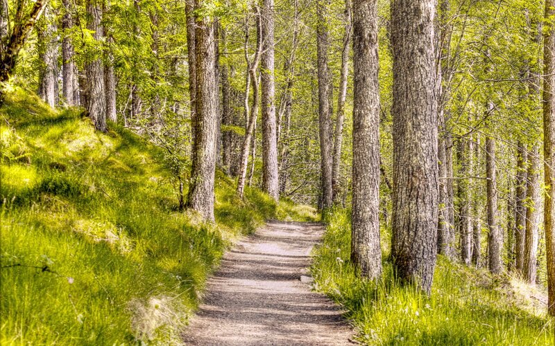 Forest Path in Spring — Green, Serene, Photograph, Trees, Grass, Sunlight