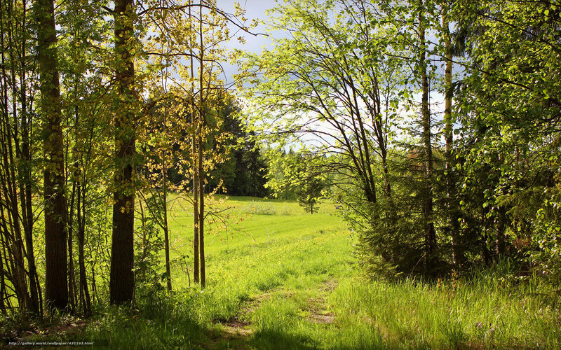 Forest Path in Spring — Green, Serene, Photograph, Trees, Grass