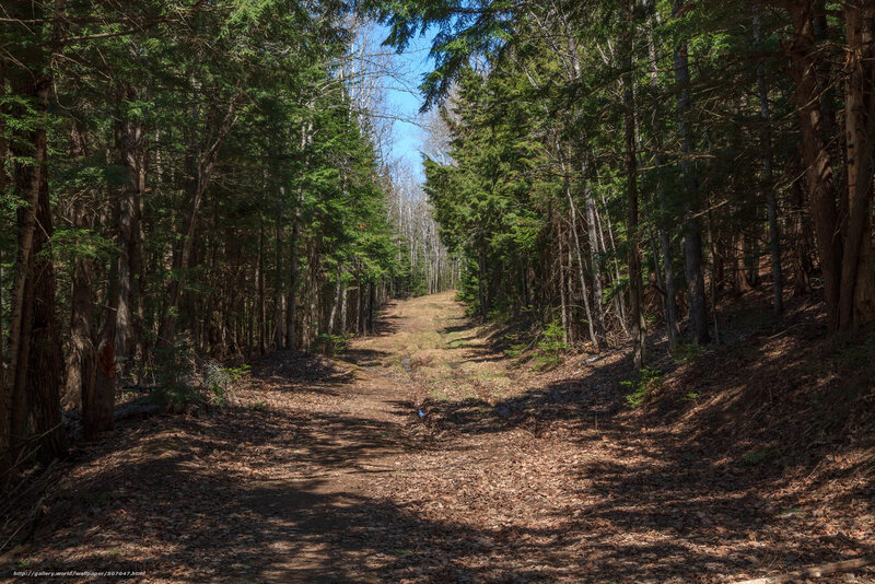 Forest Path in Spring — Green, Serene, Photograph, Trees, Sky