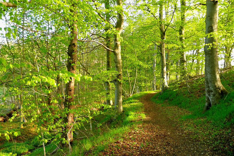Forest Path in Spring — Green, Serene, Photograph, Trees