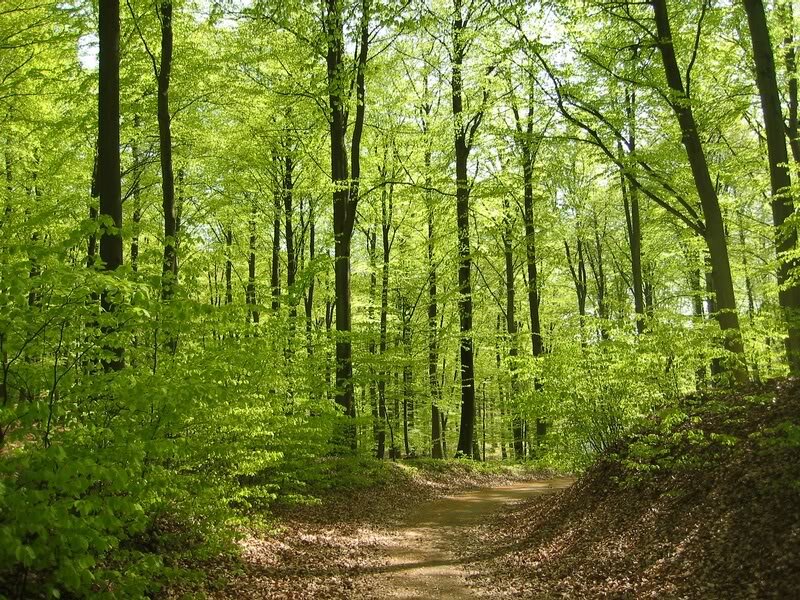 Forest Path in Spring — Green