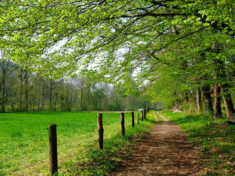 Forest path in spring