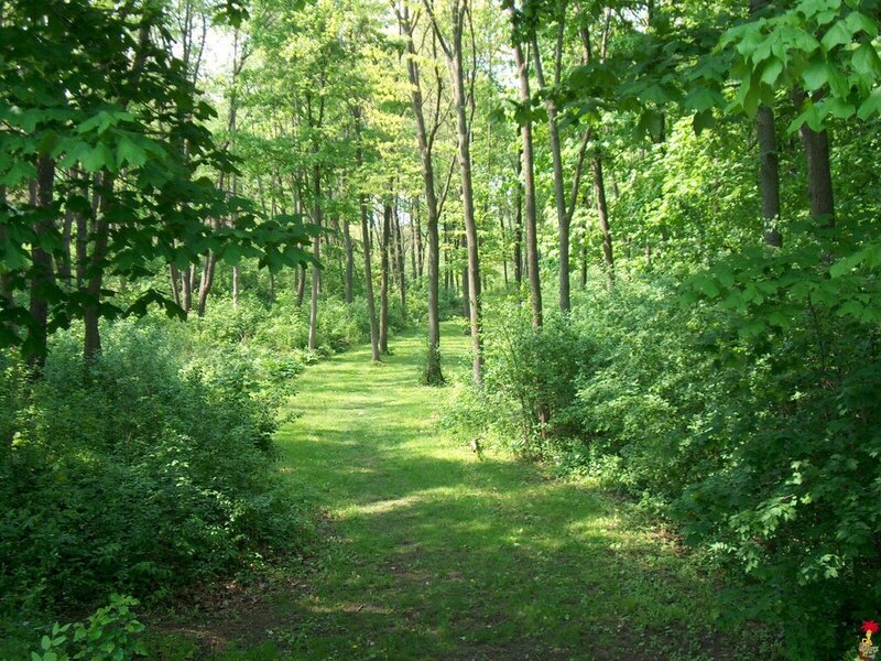 Forest path in summer