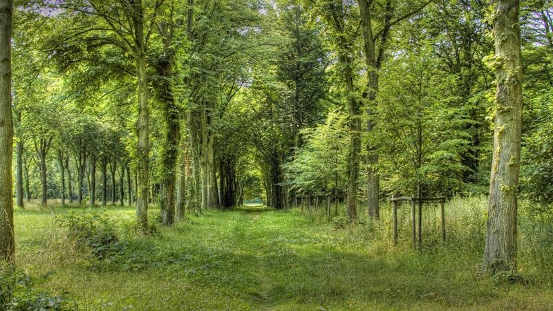 Forest path in summer