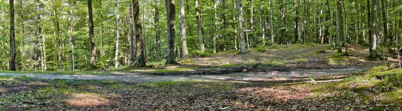 Forest path in summer
