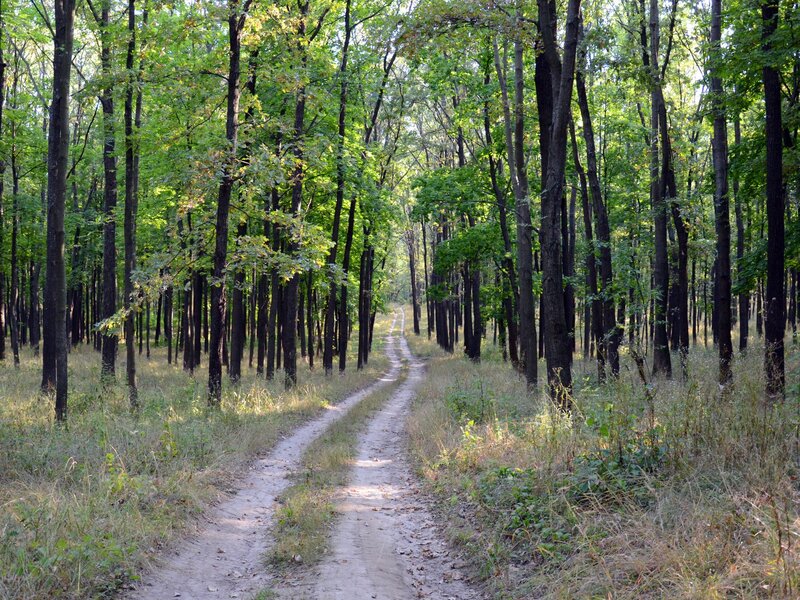 Forest path in summer