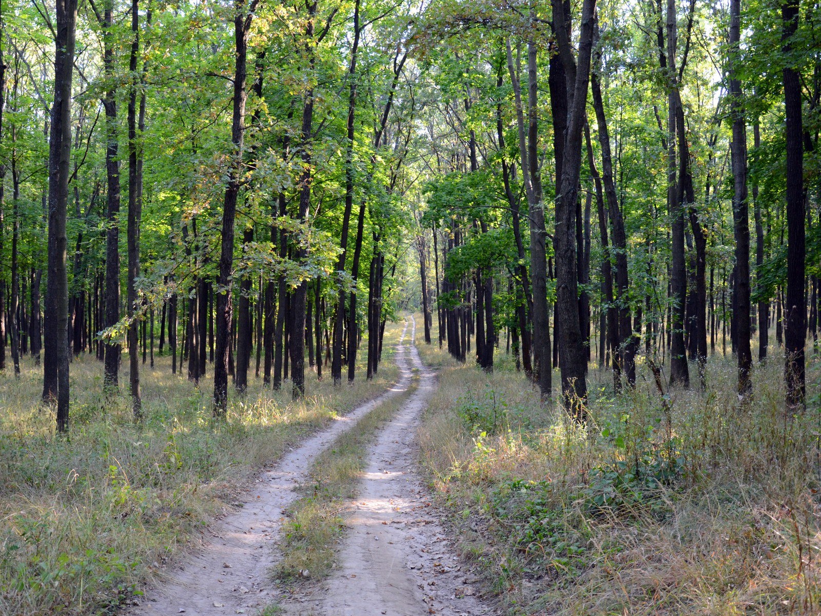 Forest path in summer