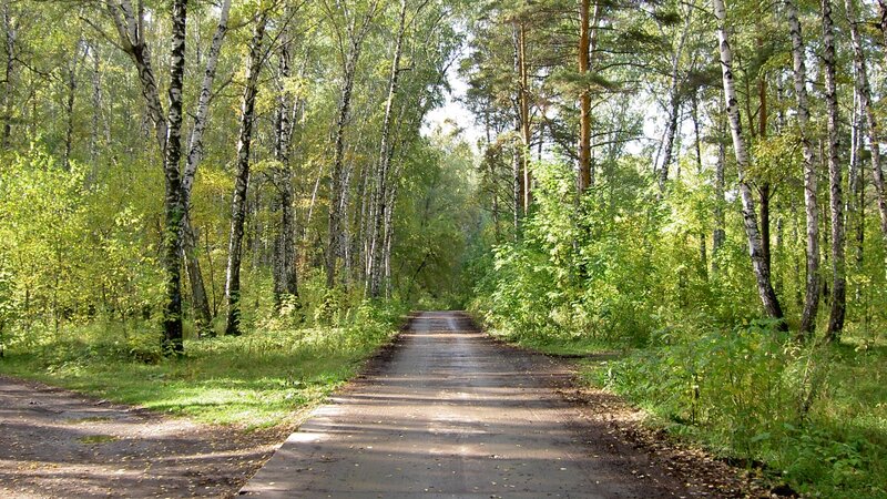 Forest path in summer