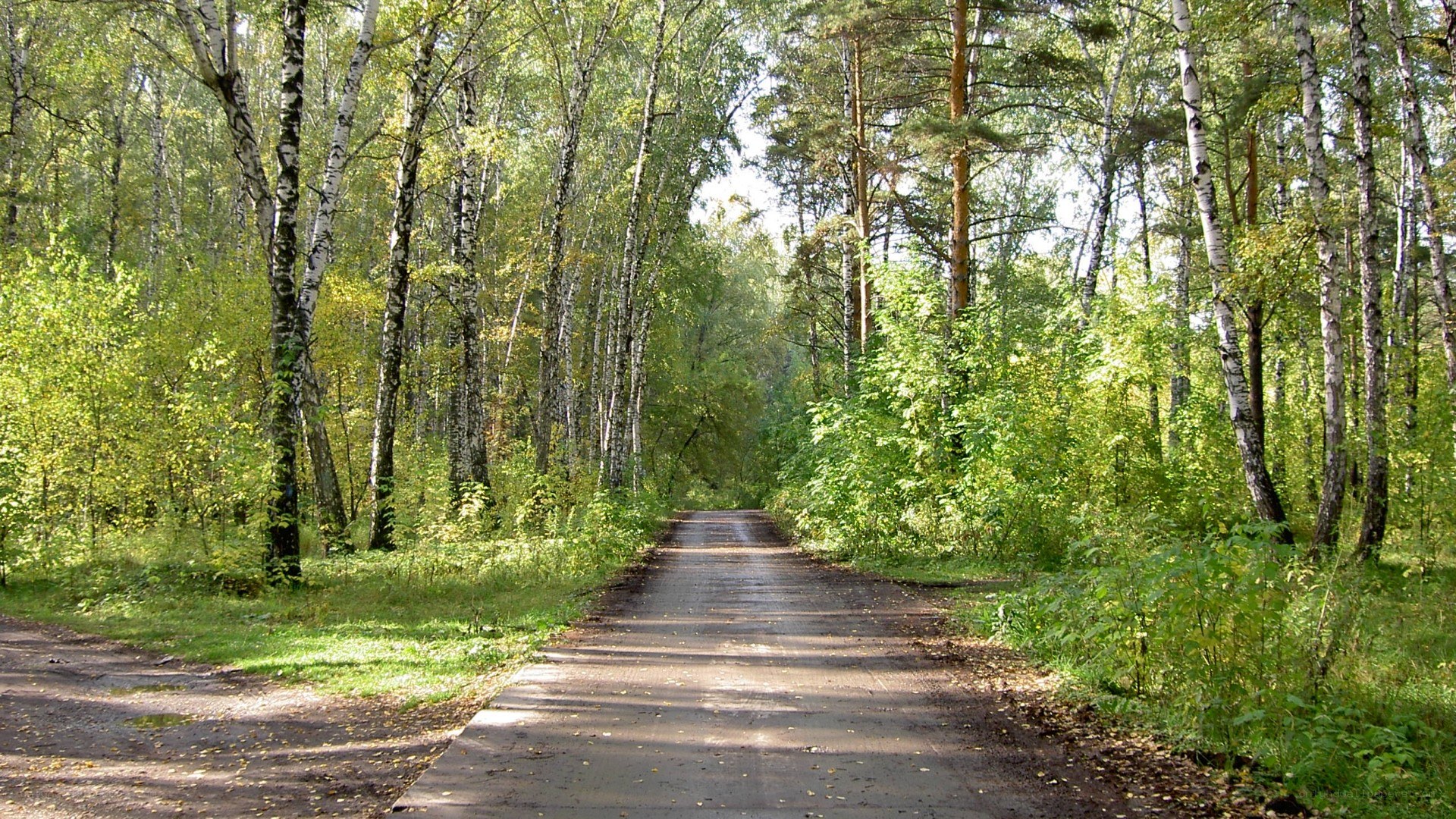 Forest path in summer