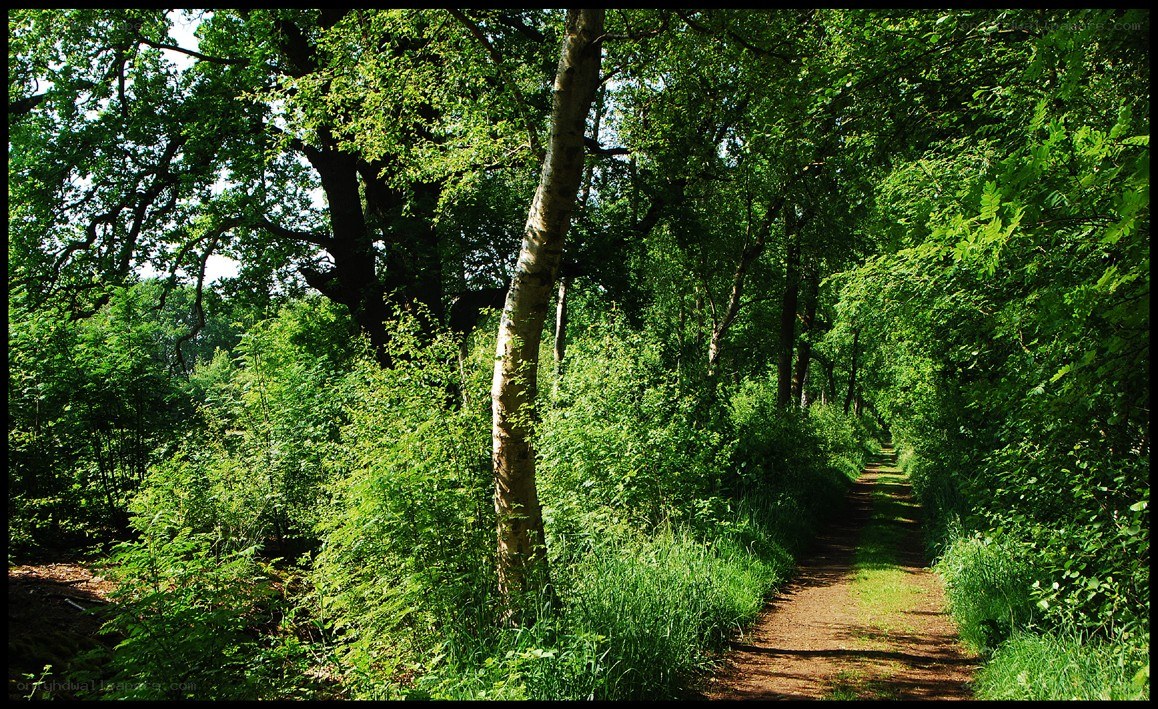 Forest path in summer