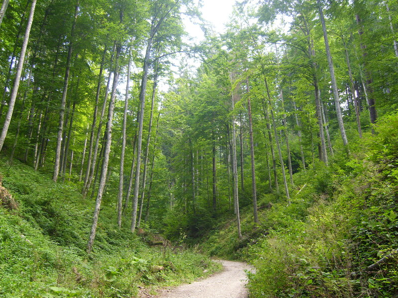 Forest Path in Summer — Green