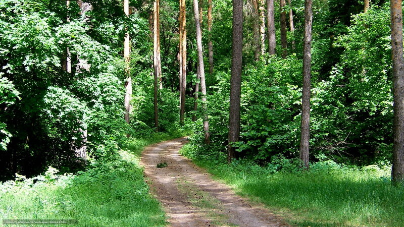 Forest path in summer
