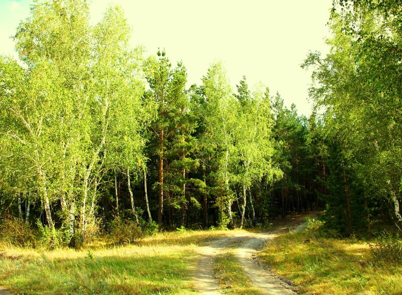 Forest path in sunlight
