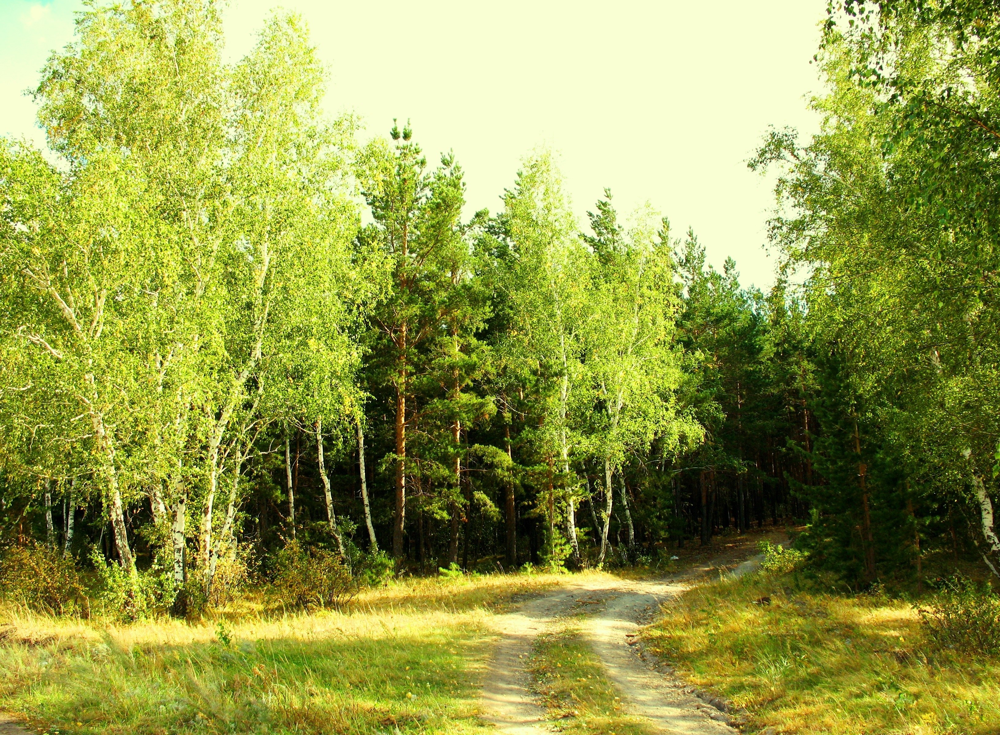 Forest path in sunlight