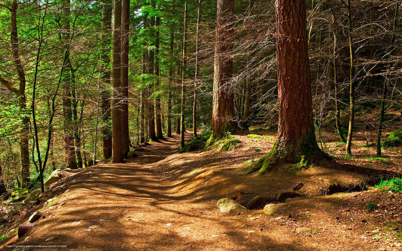 Forest path in sunlight