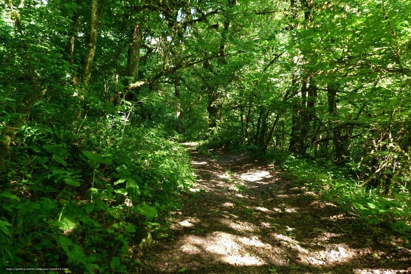 Forest path in sunlight