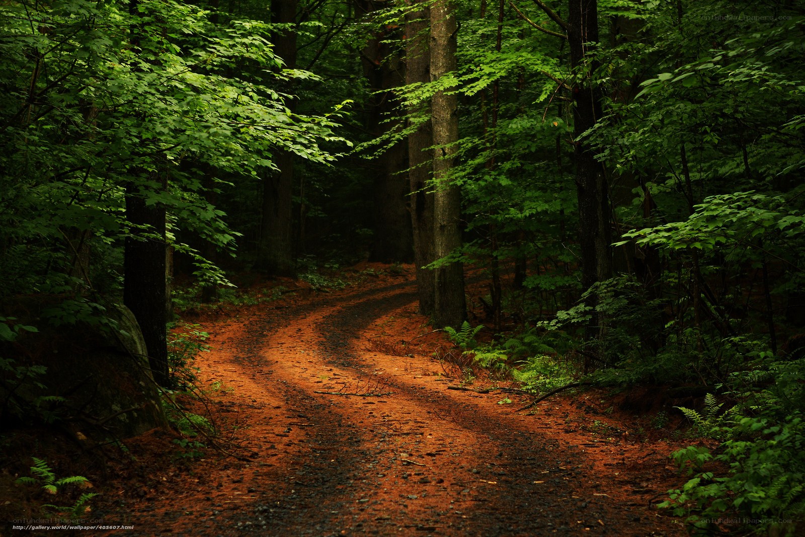 Forest path in sunlight
