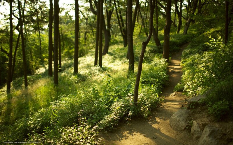 Forest path in sunlight