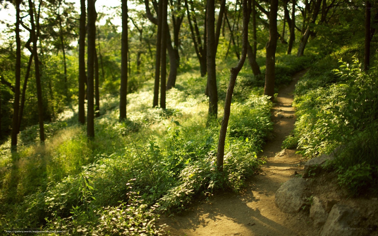 Forest path in sunlight