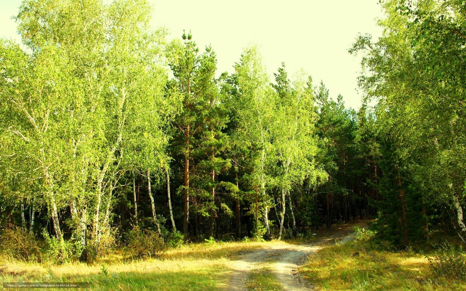 Forest path in sunlight