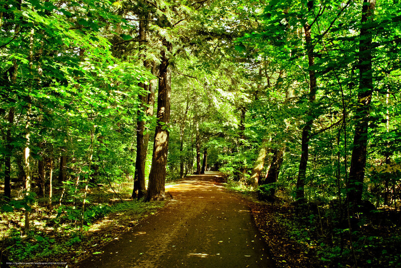 Forest path in sunlight