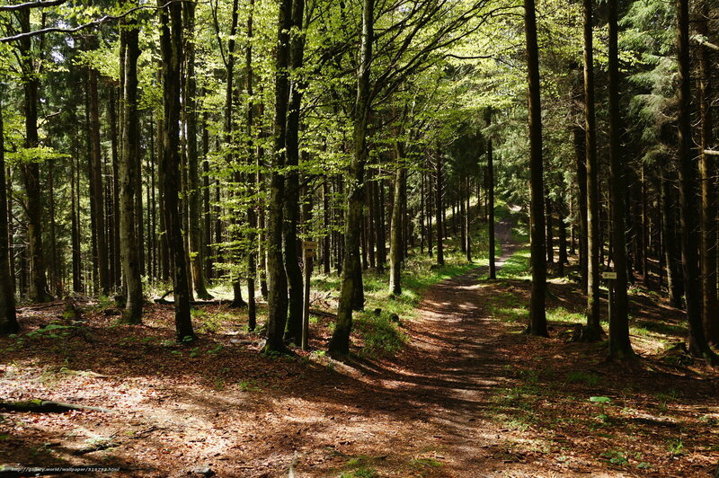 Forest path in sunlight