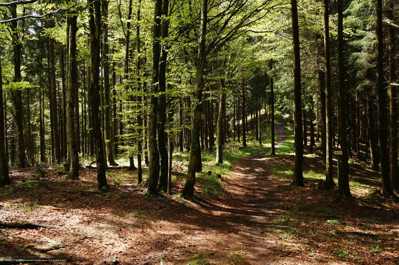 Forest path in sunlight