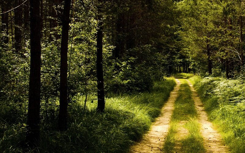 Forest path in sunlight