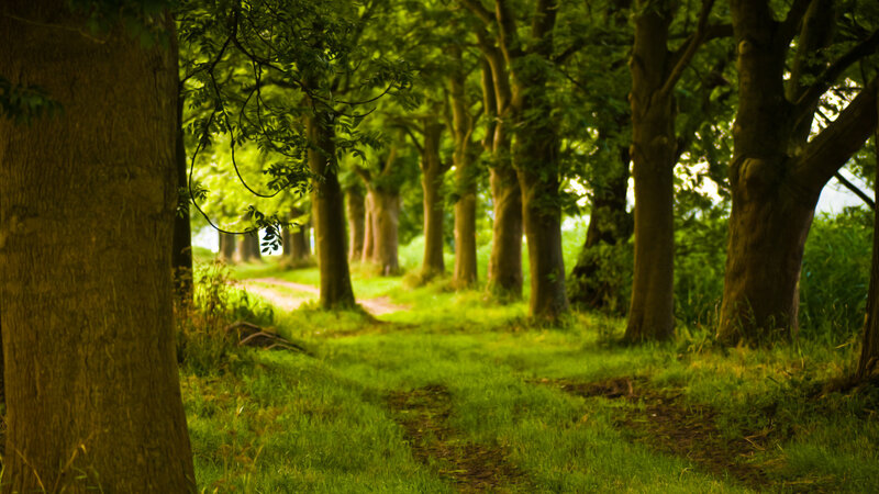 Forest path in sunlight