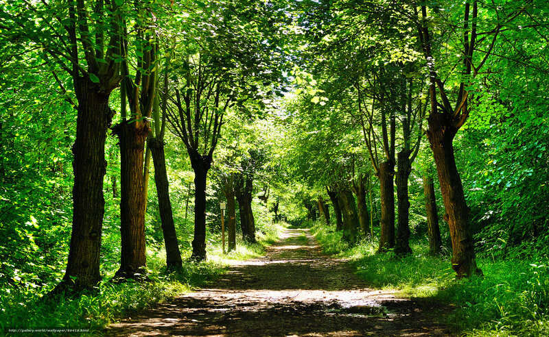 Forest path in sunlight
