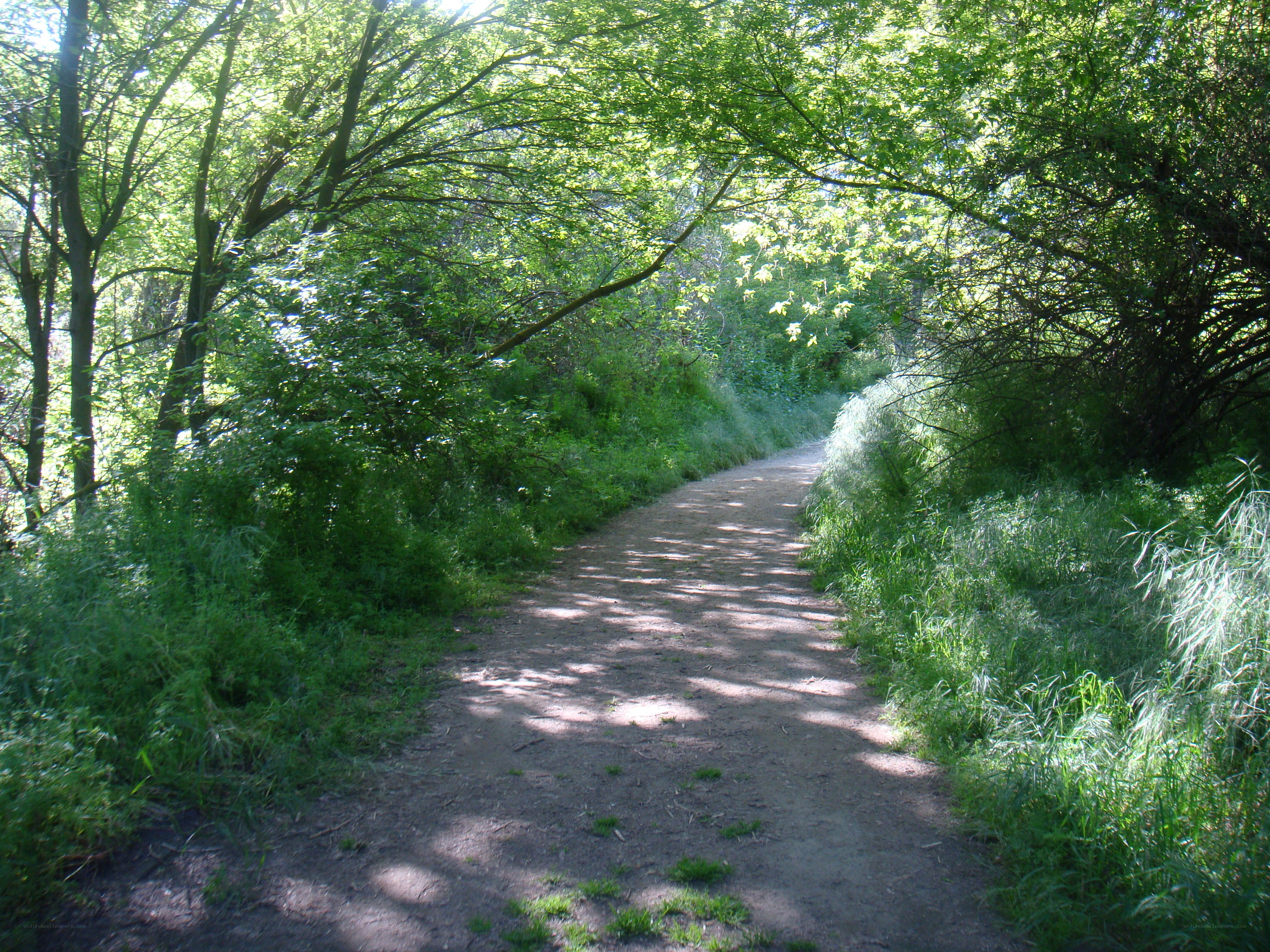 Forest path in sunlight