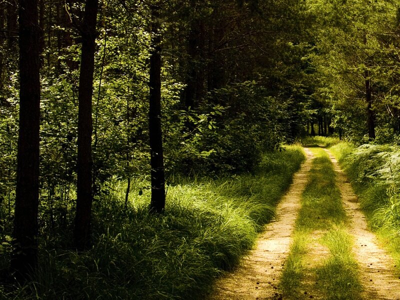 Forest path in sunlight