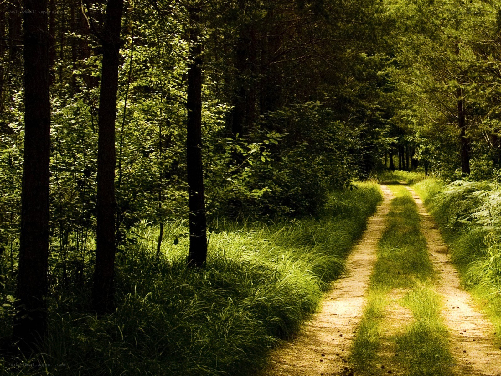 Forest path in sunlight