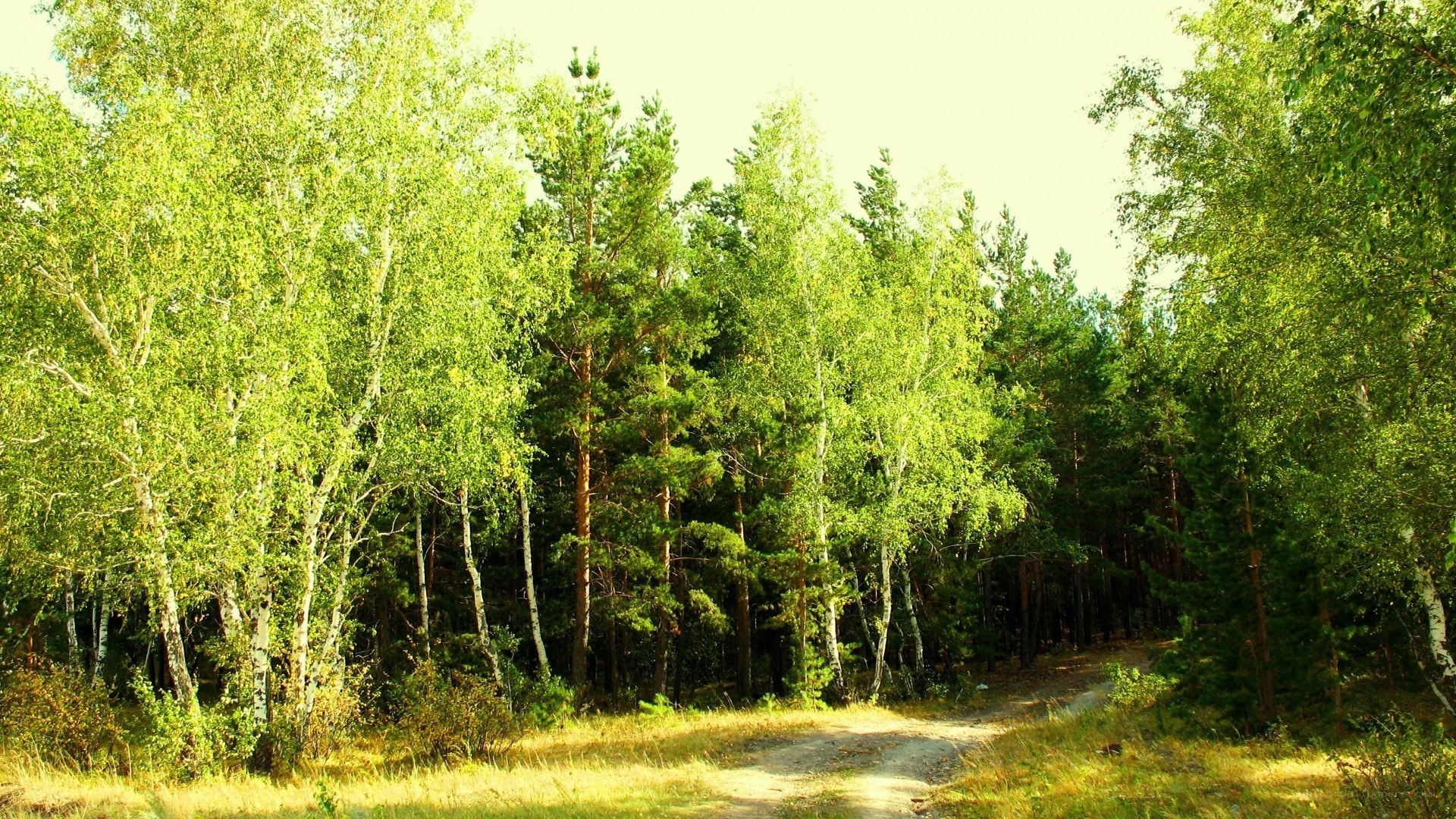 Forest path in sunlight