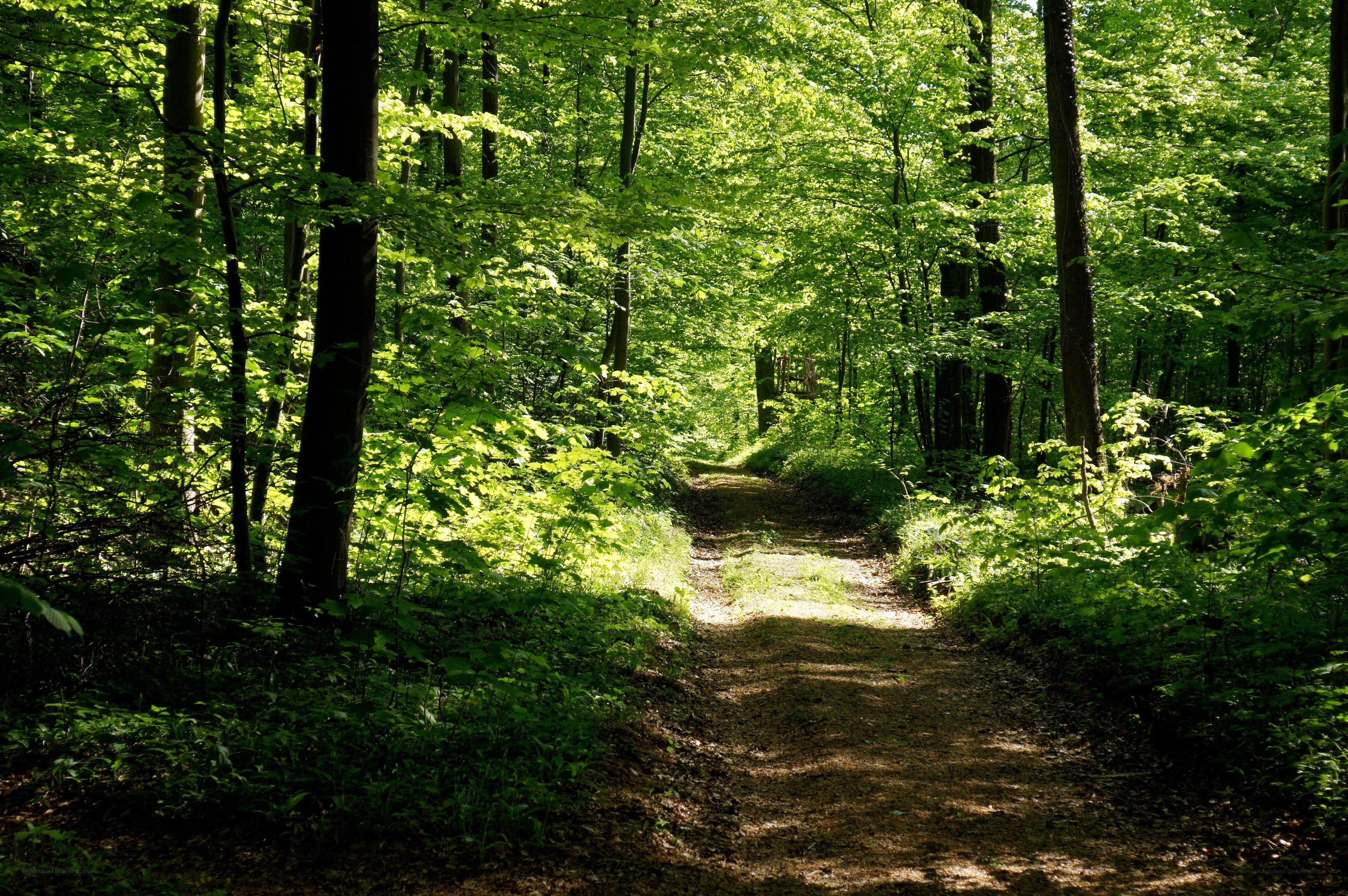 Forest path in sunlight