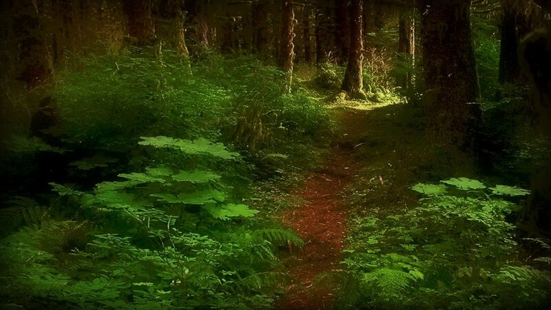Forest path in sunlight