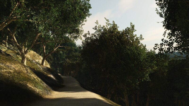 forest path in sunlight