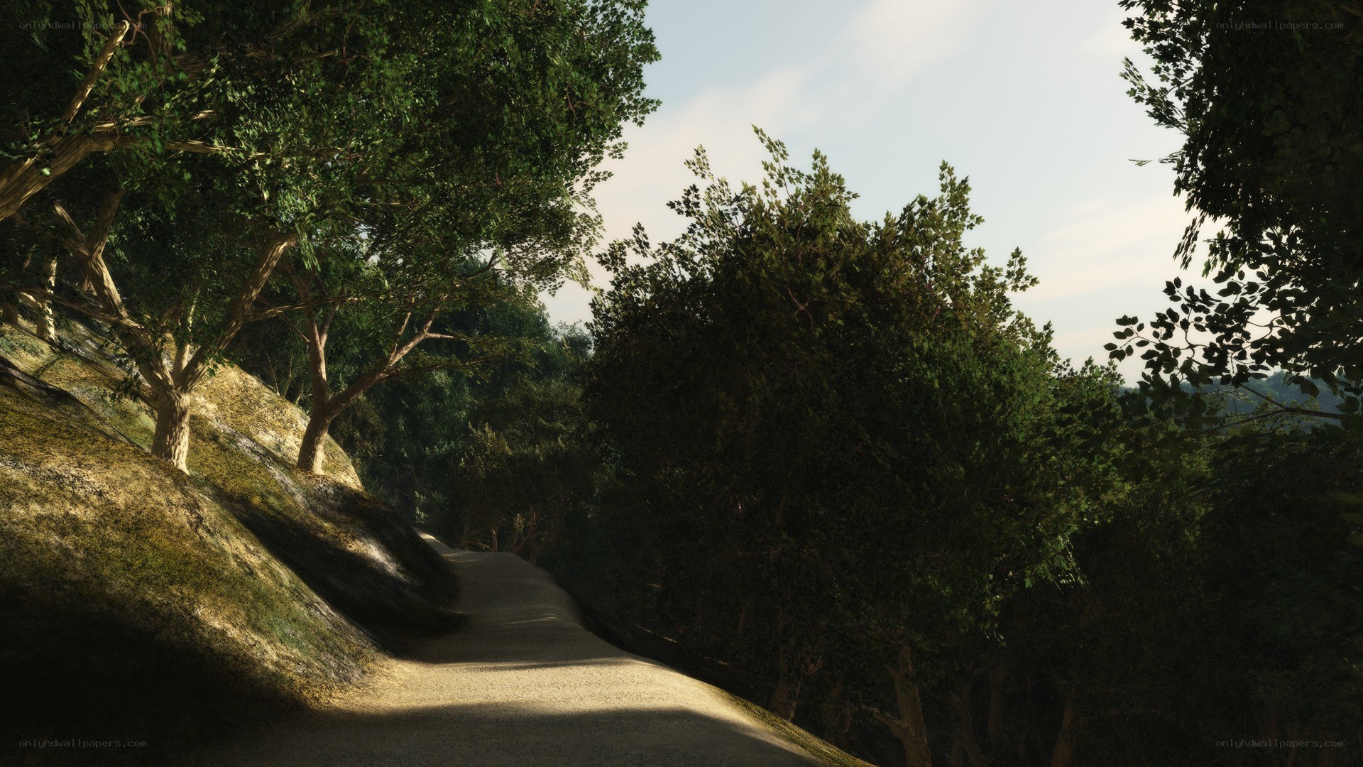 forest path in sunlight