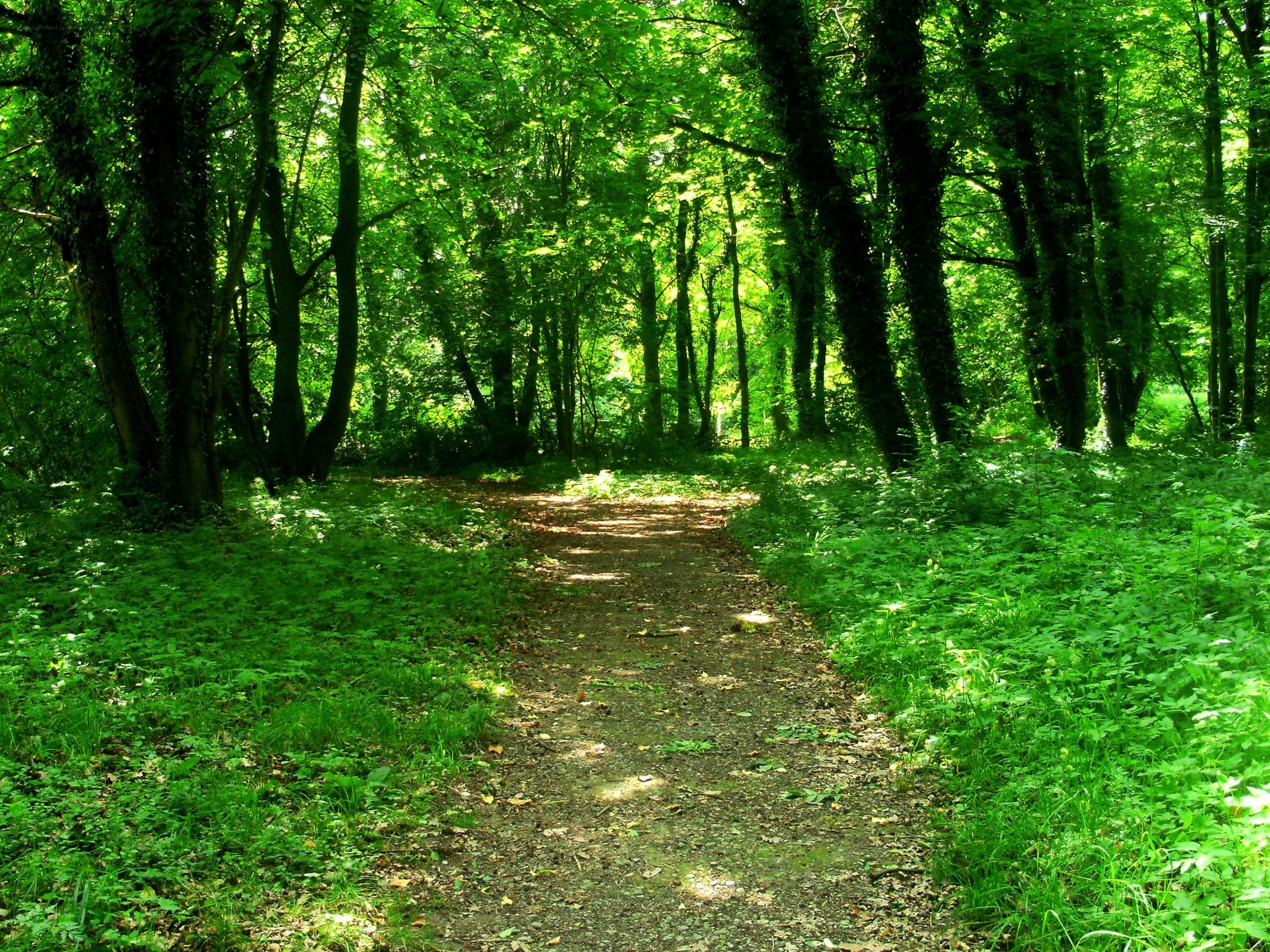 Forest path in sunlight
