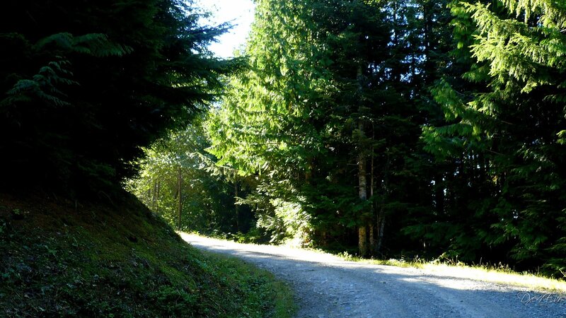 Forest path in sunlight
