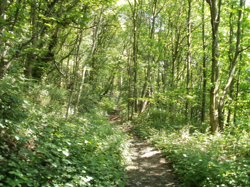Forest path in sunlight