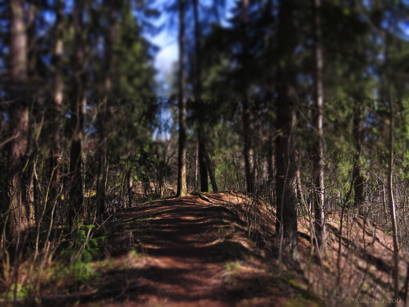 Forest Path in Sunlight — Brown