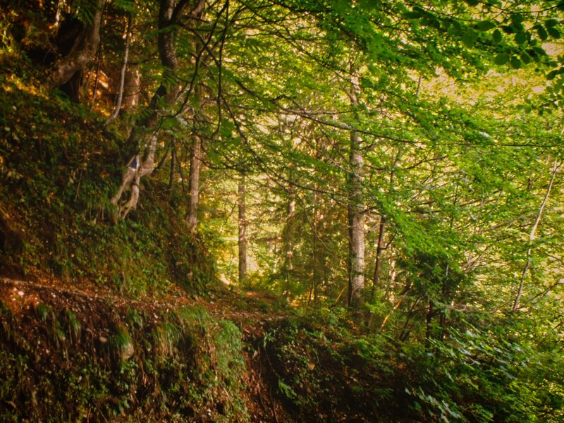Forest Path in Sunlight — Green, Serene, Afternoon, Photograph