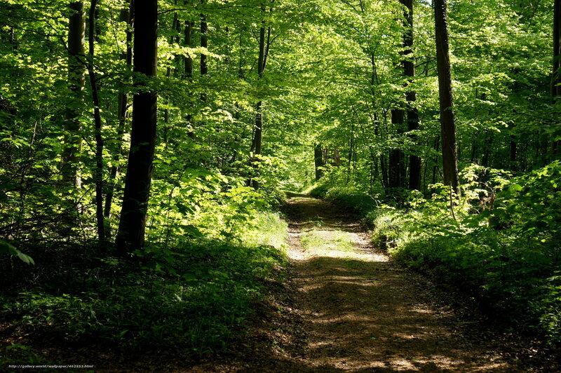 Forest Path in Sunlight — Green, Serene, Afternoon, Photograph, Trees, Dirt Path
