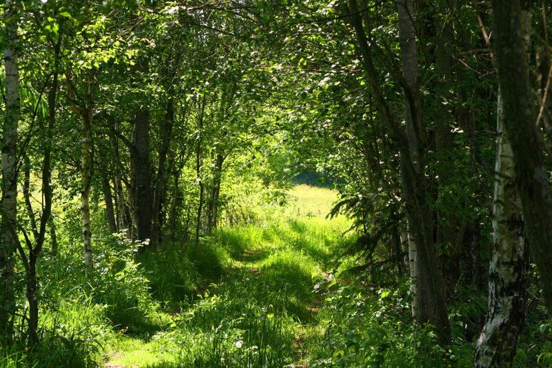 Forest Path in Sunlight — Green, Serene, Afternoon, Photograph, Trees, Grass