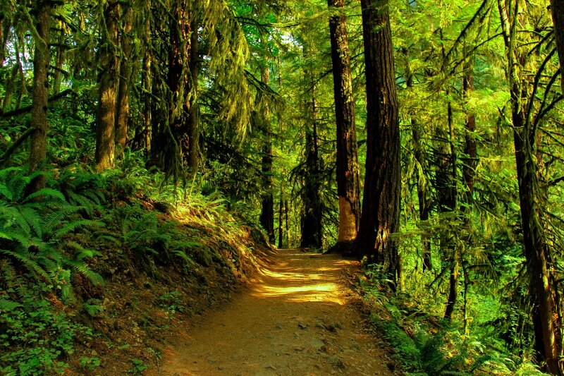 Forest Path in Sunlight — Green, Serene, Afternoon, Photograph, Trees, Moss