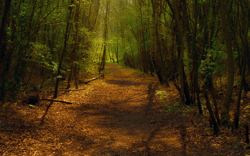 Forest Path in Sunlight — Green, Serene, Afternoon, Photograph, Trees