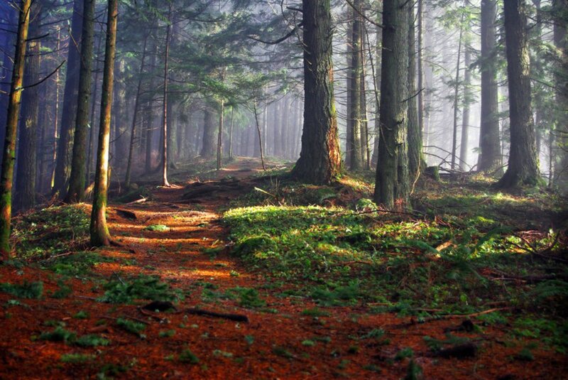 Forest Path in Sunlight — Green, Serene, Morning, Photograph